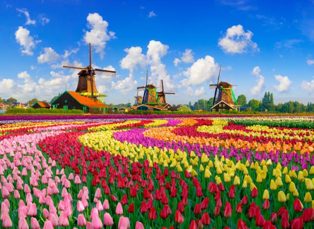 grand europe tour with sun tourism with tulip garden
