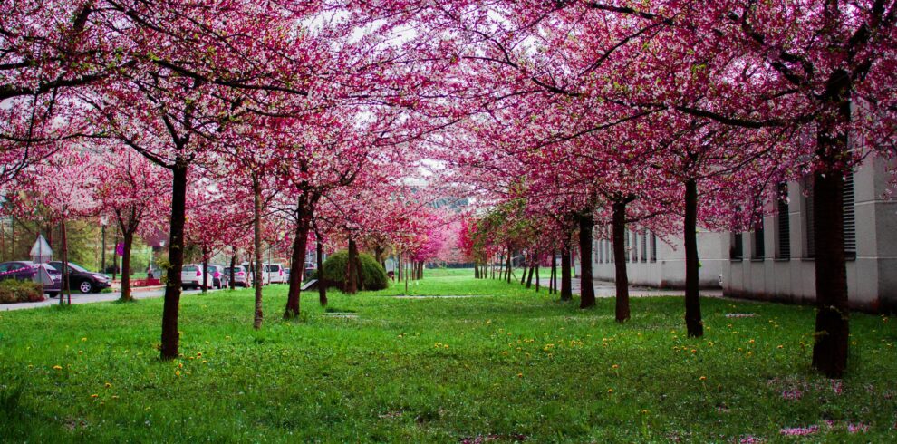 Japan Cherry Blossom Tour 2026