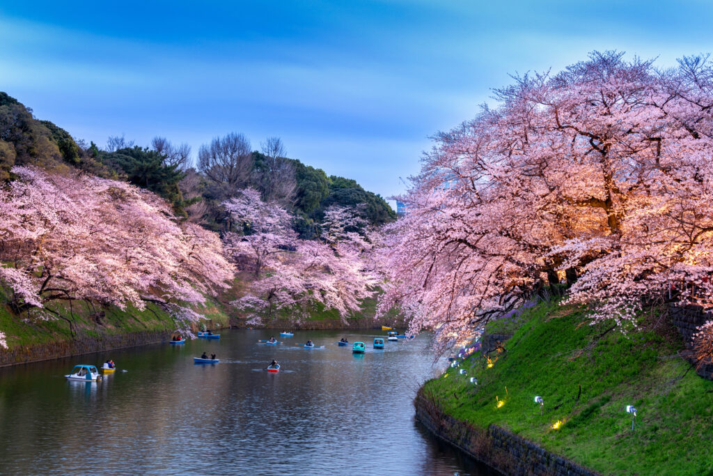 Cherry Blossom Tour Japan