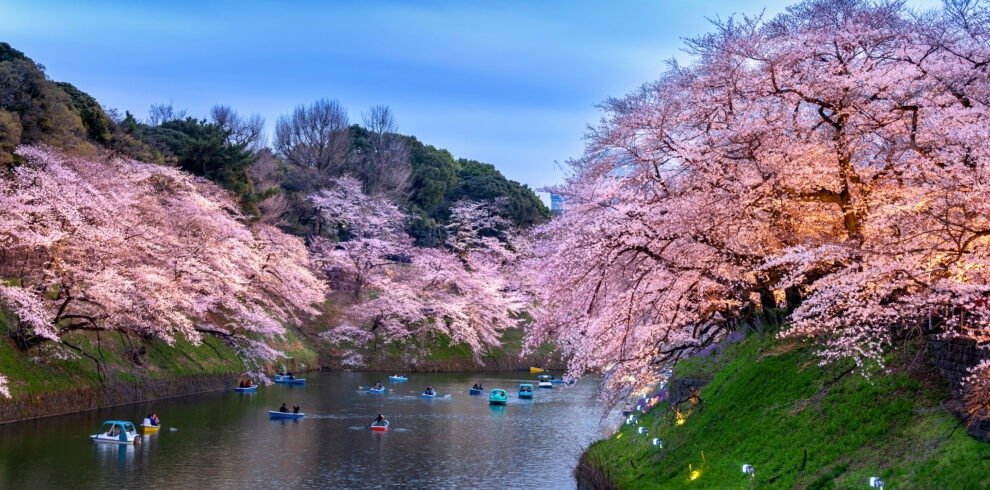 Cherry Blossom Tour Japan