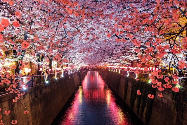 Cherry Blossom Japan Tour: Do’s & Don’ts for March 2026 Planning