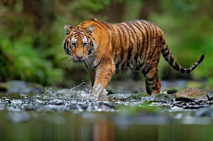 Jim Corbett wildlife tour experience