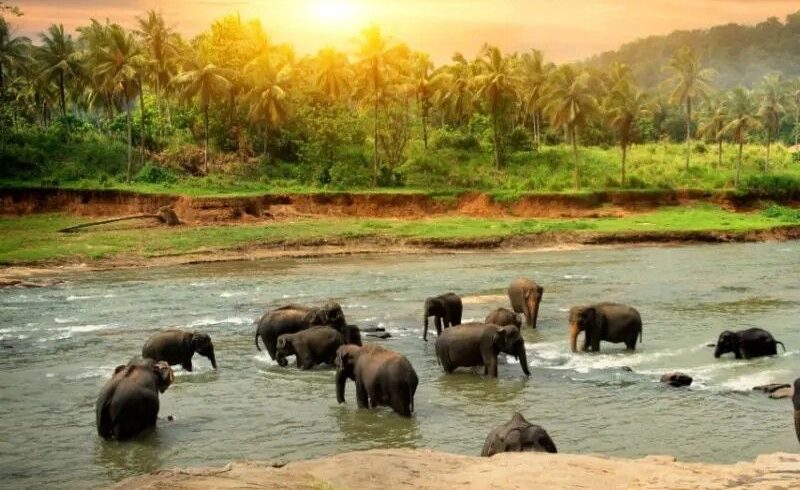 Pinnawala Elephant Orphanage Sri Lanka tour